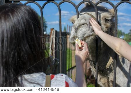 The Hand Of A Girl With A Piece Of Banana, Who Feeds A Camel Through The Fence Of A Zoo Or Nature Re