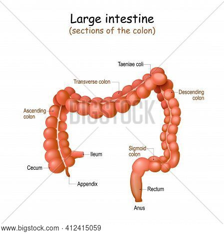 Large Intestine Anatomy. Structure Of Human's Colon. Vector Illustration