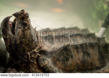 Alligator Snapping Turtle With Wide Open Mouth Underwater. Snapping Turtle In The Aquarium. Tyrarium