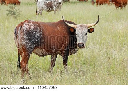 Nguni cow - indigenous cattle breed of South Africa - on rural farm
