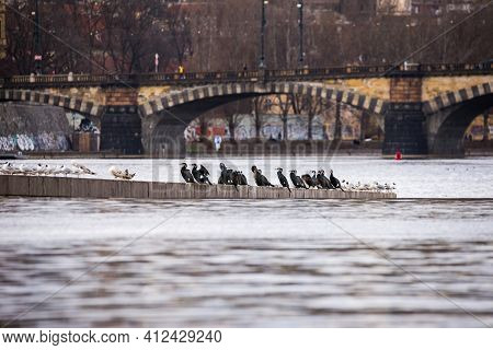 Pack Of Black Cormorants Sitting With Pack Of Light Gulls By The Moldau River In Prague With Old Bri