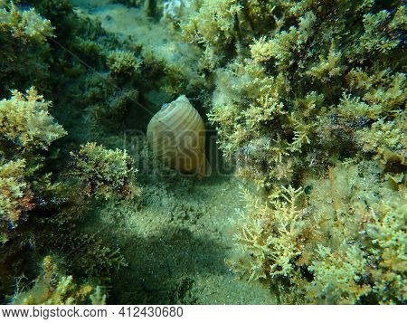 Marine Gastropod Mollusc Giant Tun (tonna Galea) Undersea, Aegean Sea, Greece, Halkidiki