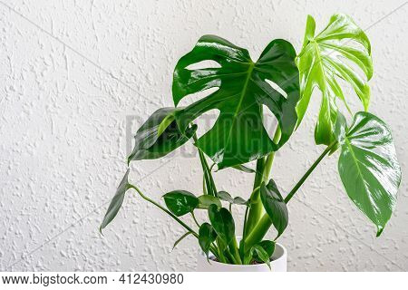 Monstera Deliciosa On The Wall Background Closeup. Young Tropical Monstera Plant For Interior. Garde