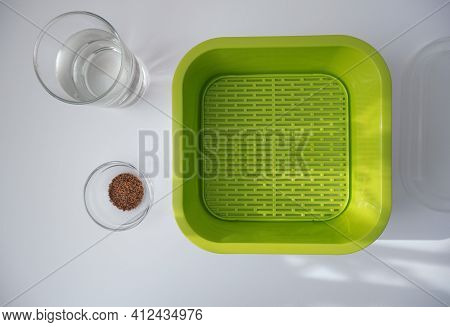 In The Photo, The Sprouter Is Green With Seeds And Water. The Process Of Growing Fresh Micro-greens 
