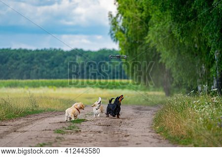 Small Breed Dog Running Outdoor. Happy Walk Of A Dog. Dog On Nature Background. Small Breeds.