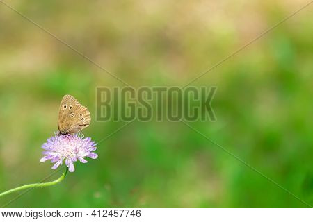 The Ringlet (aphantopus Hyperantus) Is A Butterfly In The Family Nymphalidae On A Flower On A Backgr