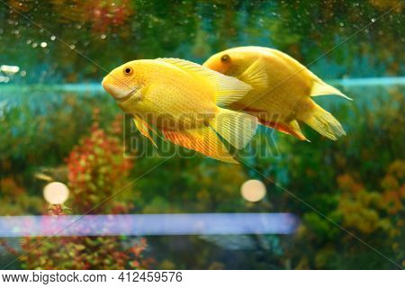Fish Severum Cichlid Yellow Swims In The Aquarium On A Green Background. Heros Efasciatus