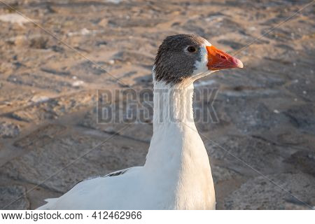 A Geese With Red Beack On The Street In Naoussa On Paros Island, Greece