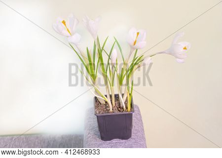 White Crocus Flower In The Pot Indoor - Selective Focus
