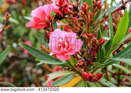 The Best Flowers Of Pink Oleander, Nerium Oleander, Bloomed In The Spring. Shrub, A Small Tree, Corn
