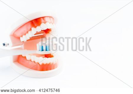 Teeth Model With A Brush And Toothpaste. Dental Care. Dental Accessories.