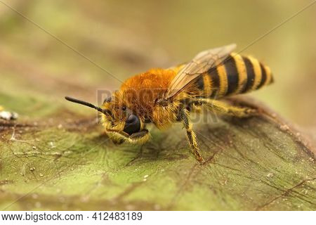 Closeup Of A Bare-saddled Colletes Similis Cleaning Of It's Face , On A Dried Up Leaf