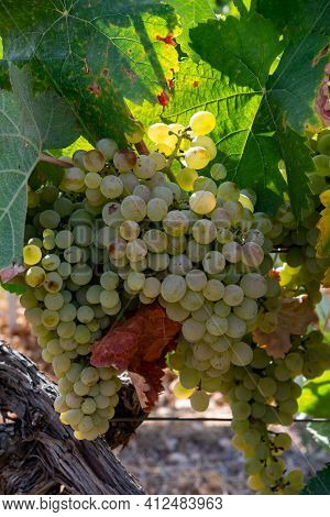 Ripe White Wine Grapes Using For Making Rose Or White Wine Ready To Harvest On Vineyards In Cotes  D