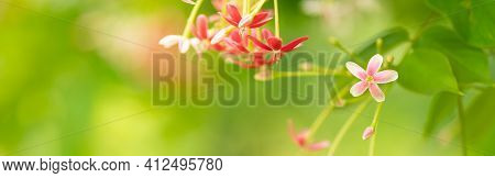 Closeup Of Mini Pink And Red Flower On Blurred Gereen Background Under Sunlight With Copy Space Usin