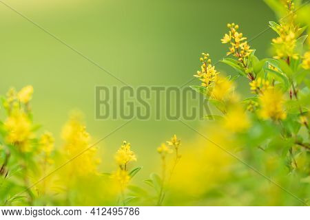 Closeup Of Mini Yellow Flower On Blurred Gereen Background Under Sunlight With Copy Space Using As B