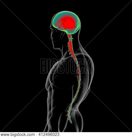 Dura Mater Anatomy For Medical Concept 3d Illustration
