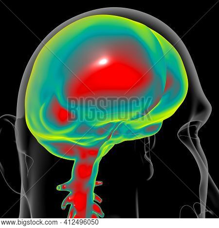 Dura Mater Anatomy For Medical Concept 3d Illustration