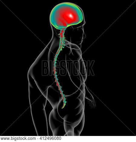 Dura Mater Anatomy For Medical Concept 3d Illustration