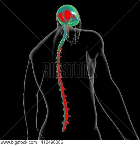 Dura Mater Anatomy For Medical Concept 3d Illustration