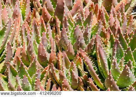 Golden Toothed Aloe. Ucsc Arboretum, Santa Cruz, California, Usa.