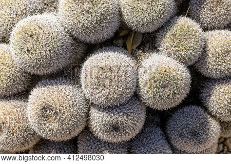 Cluster Of Twin Spined Cactus. Ucsc Arboretum, Santa Cruz, California, Usa.