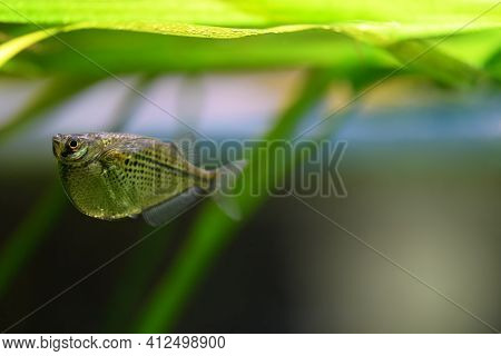Gasteropelecus Sternicla. Sternickle's Wedge-bellied Fishbowl Swimming In An Aquarium. Fish Hatchet,