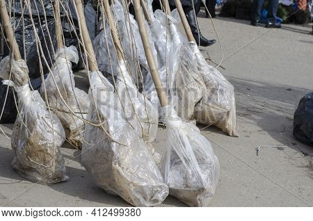 Fruit Tree Seedlings With Roots At The Farmers' Market. Sale Of Young Trees For Planting At The Farm