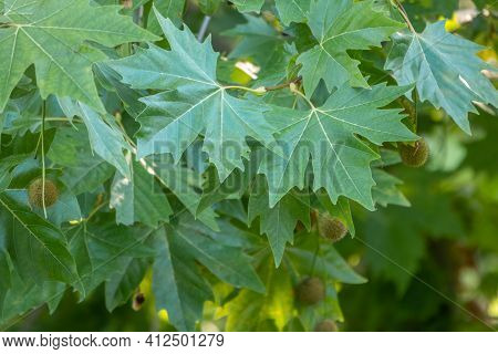 Green Leaves And Young Futis Of Pltatanus Oreintalis Tree In Sunset Light. Platanus Orientalis, The 