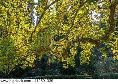 Large Branches Of Pltatanus Oreintalis Tree With Green Leaves And Futis In Sunset Light. Platanus Or
