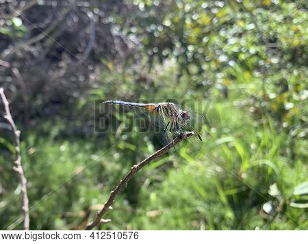 Eastern Pondhawk - Erythemis Simplicicollis On A Branch