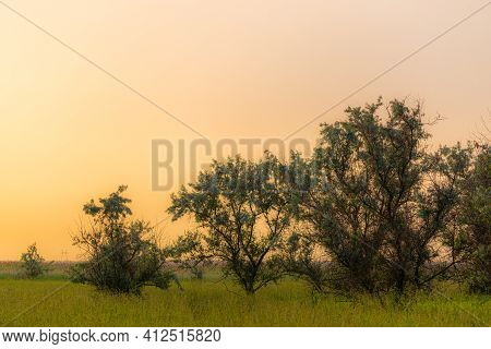 The Silhouette Of The Lush Crown Of Elaeagnus Commutata Tree At Sunset, In The Background The Sky Wi