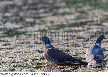 Wood Pigeon, Columba Palumbus, Two Bird In Water Of Lake.