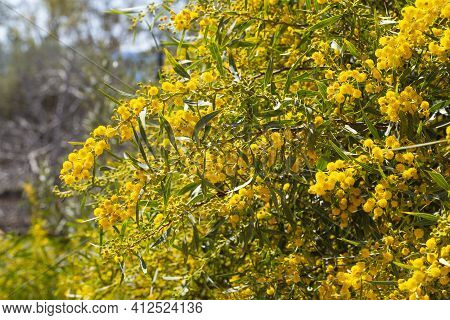 Blooming Mimosa Branches, Acacia Pycnantha. Spring Floral Natural Background Concept. Copy Space.