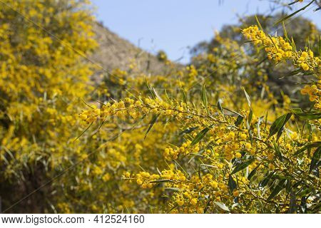 Blooming Mimosa Branches, Acacia Pycnantha. Spring Floral Natural Background Concept. Copy Space.