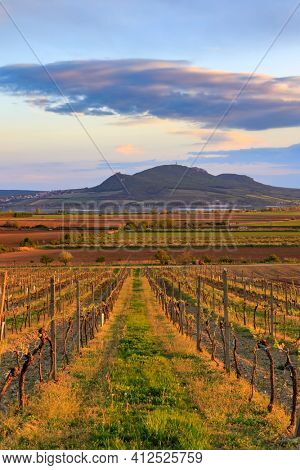 Vineyard Sonberk and Palava hills, Southern Moravia, Czech Republic