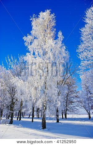 Birke, BÃ¤ume, BÃ¼sche, Zweige, in den weiÃŸen Schnee bedeckt mit Raureif auf dem Hintergrund des blauen Himmels