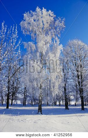 Birke, BÃ¤ume, BÃ¼sche, Zweige, in den weiÃŸen Schnee bedeckt mit Raureif auf dem Hintergrund des blauen Himmels