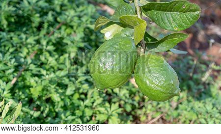 Green Citrus Bergamia Fruit Plant In A Garden.