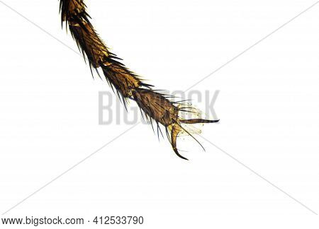 Housefly Leg With Bristles And Claws Under The Light Microscope, Magnification 100 Times