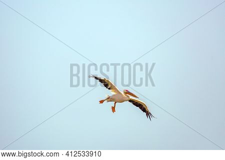 Free flight in the sky. The season of migratory birds. Thousands of pelicans stop in Israel on their way from Europe to Africa. 