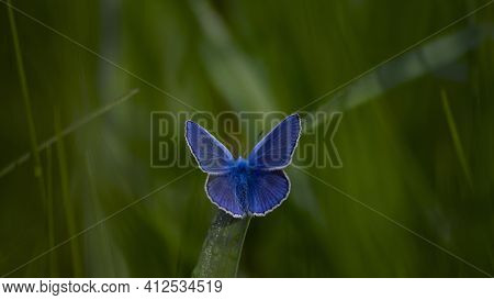 Polyommatus Cyaniris Semiargus, Blue Mazarin. Butterfly Sits On Green Meadow Grass. Natural Blurred 