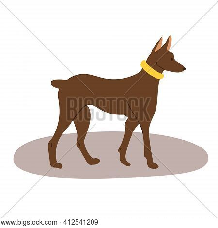 A Pygmy Pinscher Puppy.doberman Pinscher Is A Breed Of Dog . Flat Cartoon Vector Illustration