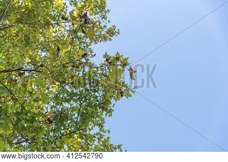 The Maple Tree In Contrast To The Blue Horizon. Ornamental Plant. Trees Of The Genus Platanus, Of Th