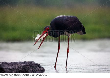 The Black Stork (ciconia ) Stork With A Fish In Its Beak.black Stork With Green Background. Big Blac