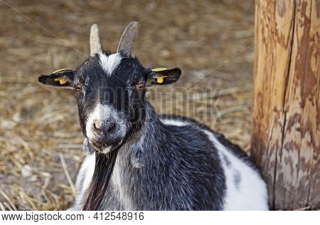 A Black And White Goat Sitting Down