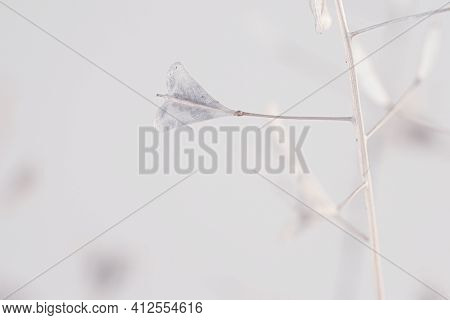 Little Cool Tone Flower Dry Lady's-purse Buds For Romantic Macro Nature Wallpaper