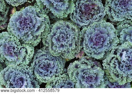 Plant Brassica Oleracea Acephala In Garden. Natural Background