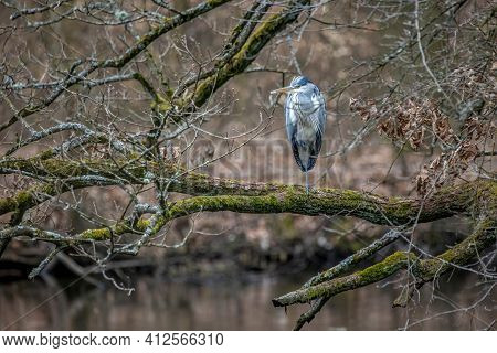 A Common Grey Heron At A Little Pond Called Jacobiweiher Next To Frankfurt In Hesse, Germany At A Co
