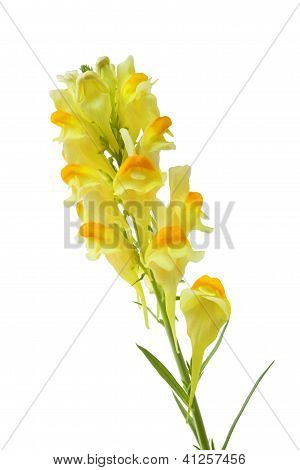 Burro e uova Linaria Vulgaris fiore