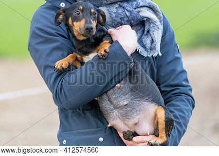 Womans Arms Hold A Pregnant Jack Russell Terier. The Dogs Big Belly Can Be Seen Clearly. Outside In 